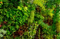 Jardim Vertical: A Gestão Inteligente dos Espaços Verdes