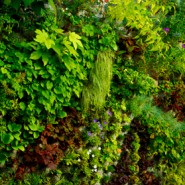 Jardim Vertical: A Gestão Inteligente dos Espaços Verdes